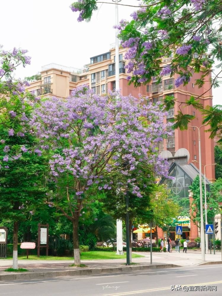 泸州蓝花楹打卡地,蓝花楹打卡点照片