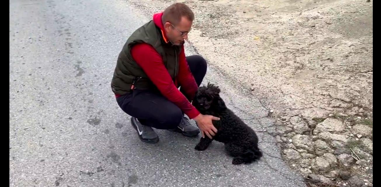 泰迪在路上求救,泰迪从车上掉下来追着主人