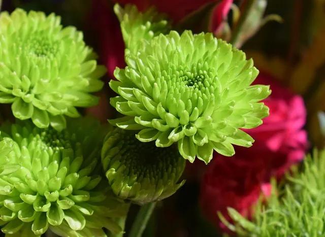 绿牡丹菊花名贵稀有吗,菊花绿牡丹介绍