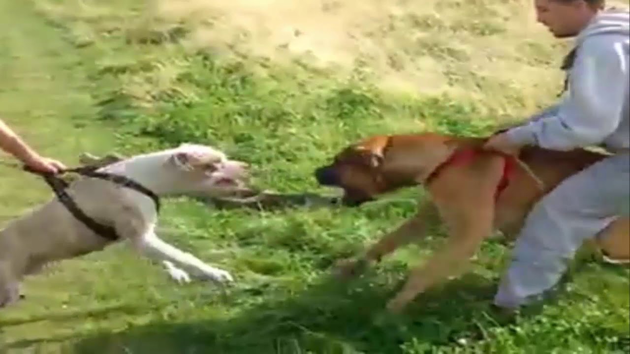 纯种藏獒是如何打败比特犬的,比特犬与藏獒谁才是狗中霸主