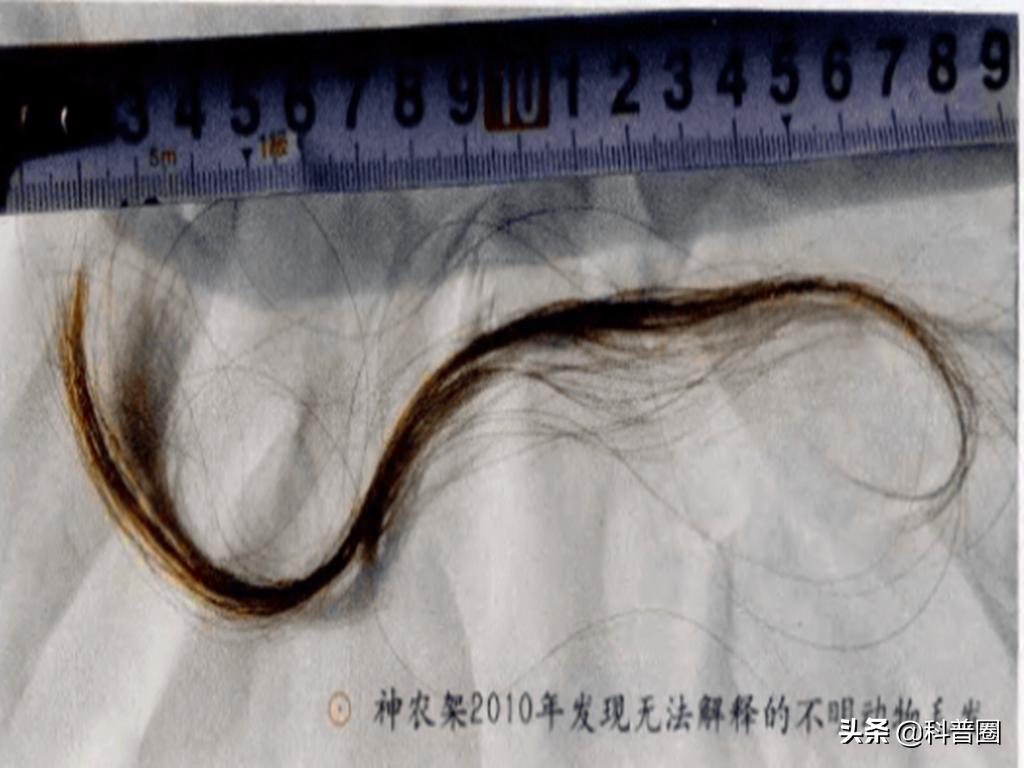 神农架深处为何被列为禁区进不去,神农架深处为何被列为禁区知乎