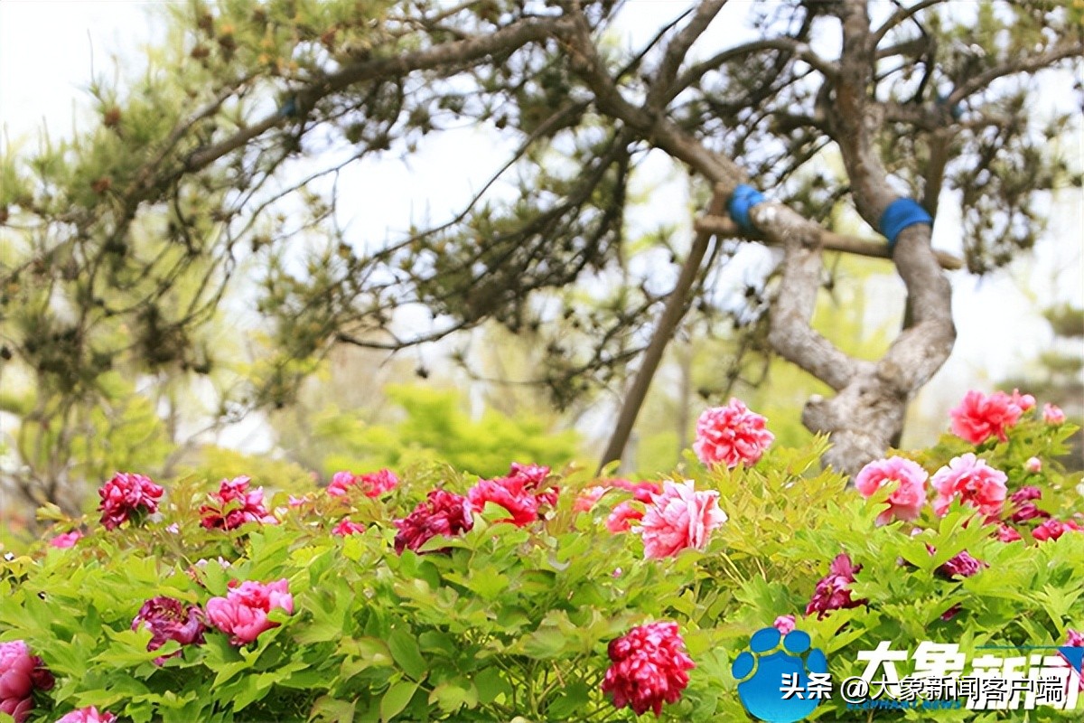 花开时节动京城最美不过洛阳城,花开时节动京城洛阳