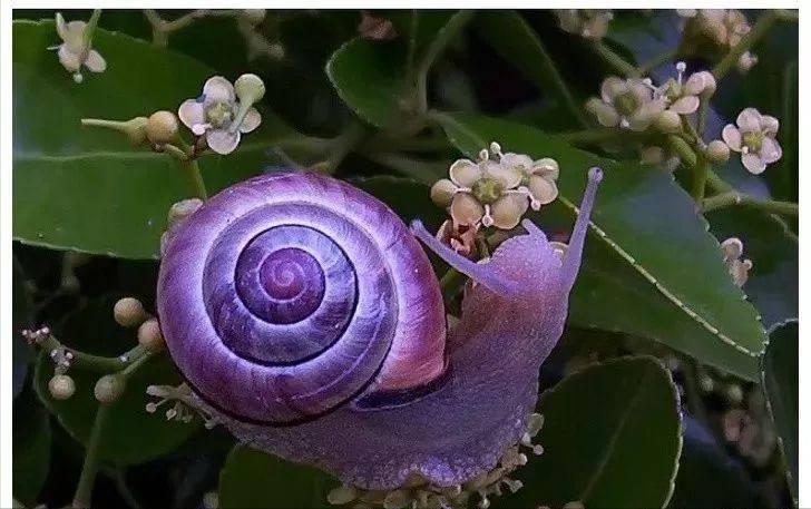 世界上最可怕的10种变异蜗牛,世界上最稀有的蜗牛品种