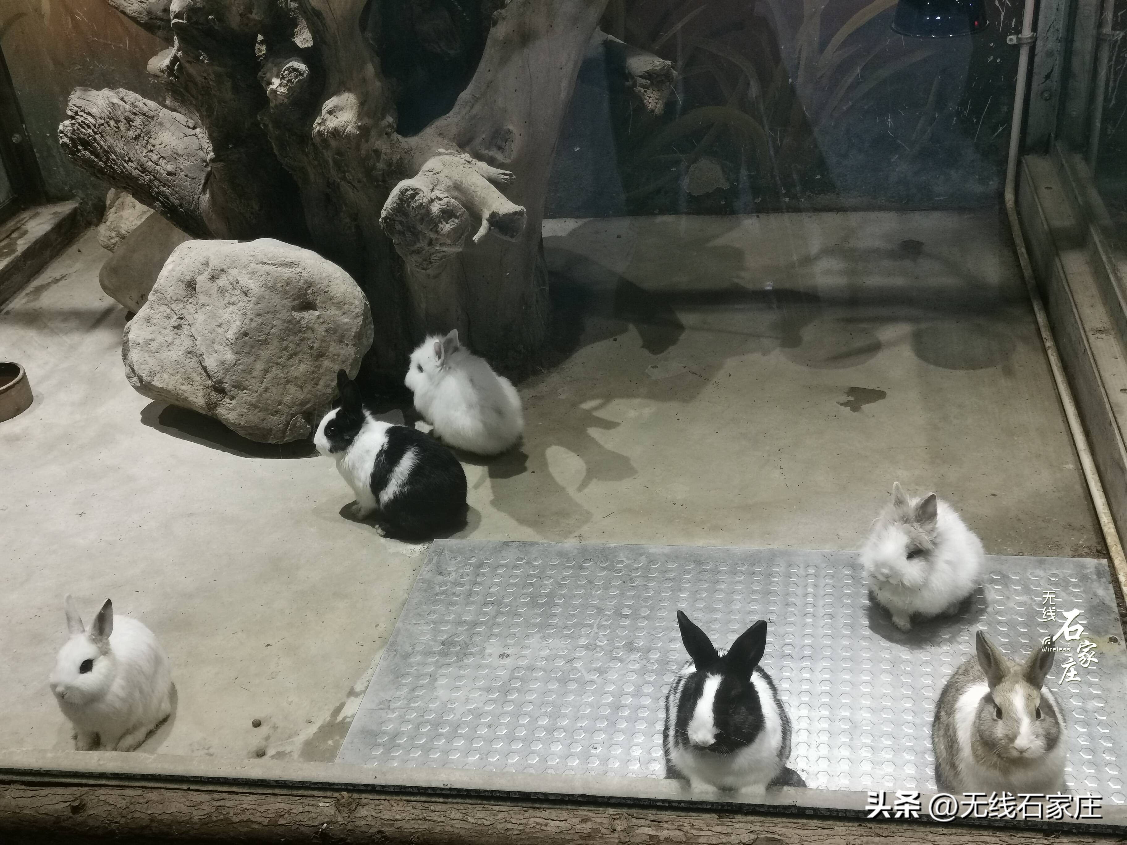 2022年石家庄动物园春节活动,石家庄动物园元宵节