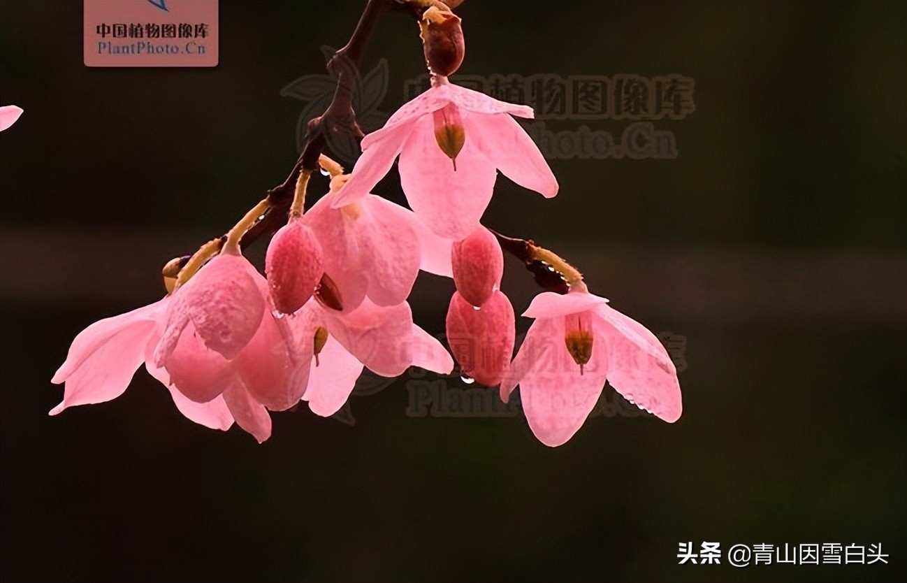 农村前方有空地怎样规划,农村有地该怎么利用和赚钱