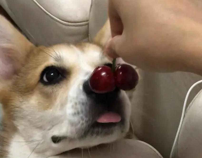 狗狗吃水果注意什么,夏天给狗狗吃什么能解暑