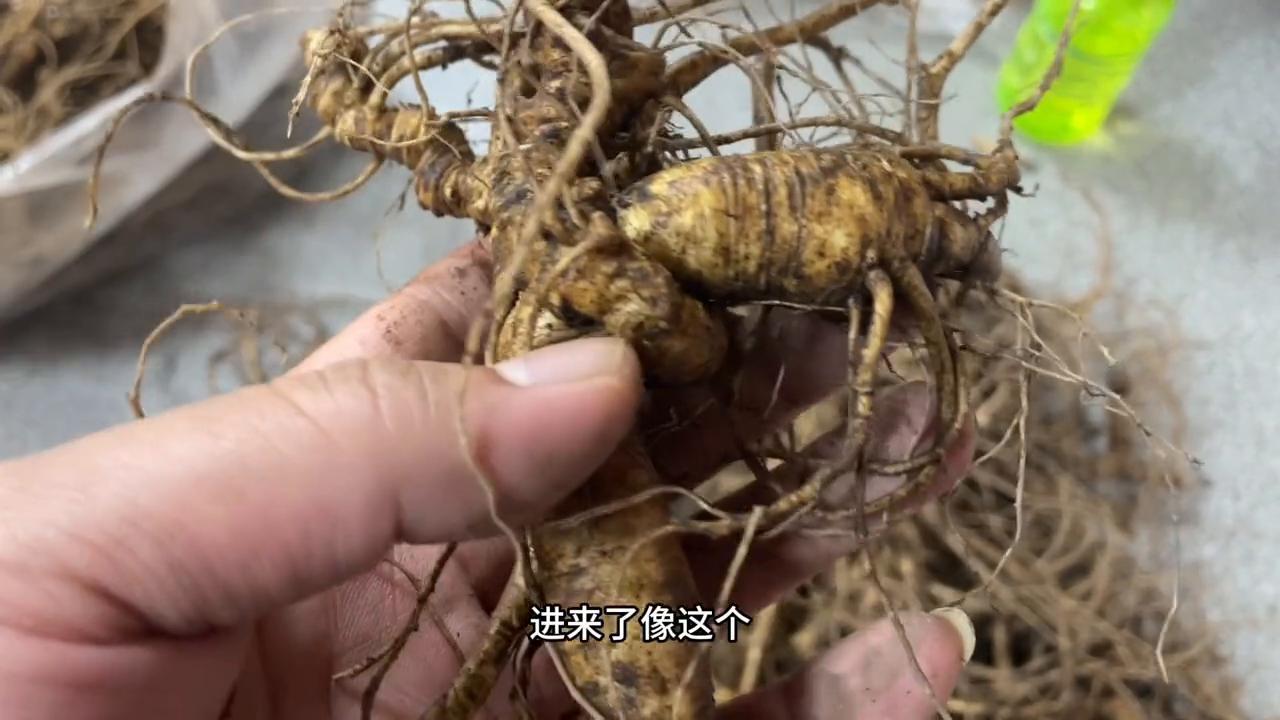 林下参鲜参食用方法,二十年林下参怎么吃最好