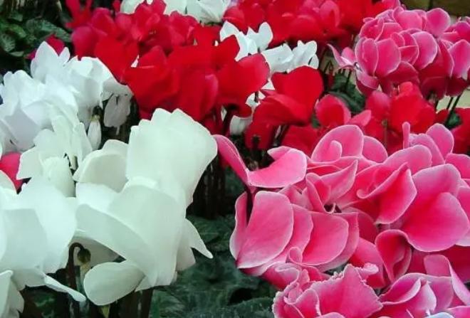 5种花浇不死浇水越多长得越旺,夏天种花早上还是晚上浇水好