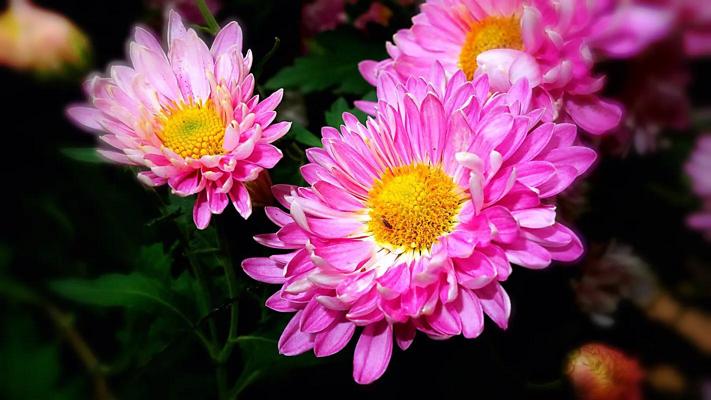 冷冬寒菊,冬菊与夏菊的区别