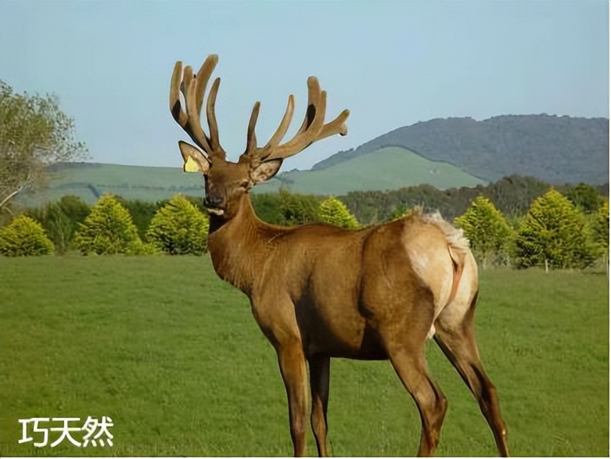 不同鹿茸的功效一样吗图片,鹿茸的形状影响鹿茸的功效么