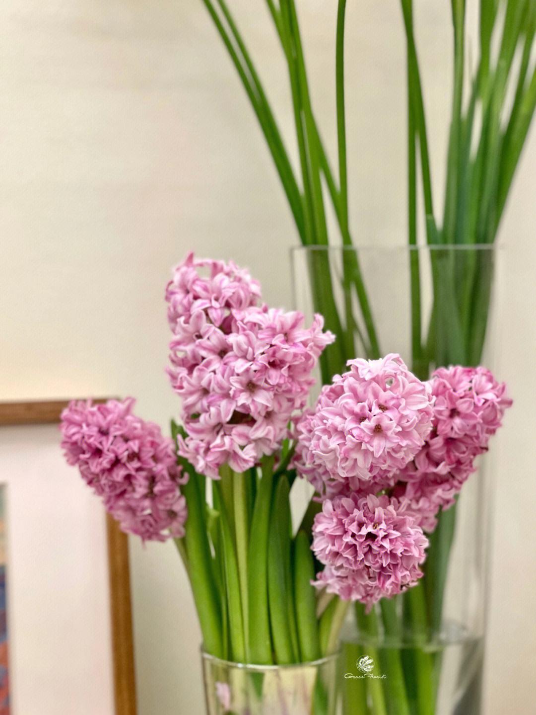 哪些花草对身体有害,哪些花卉会对人体造成不良反应