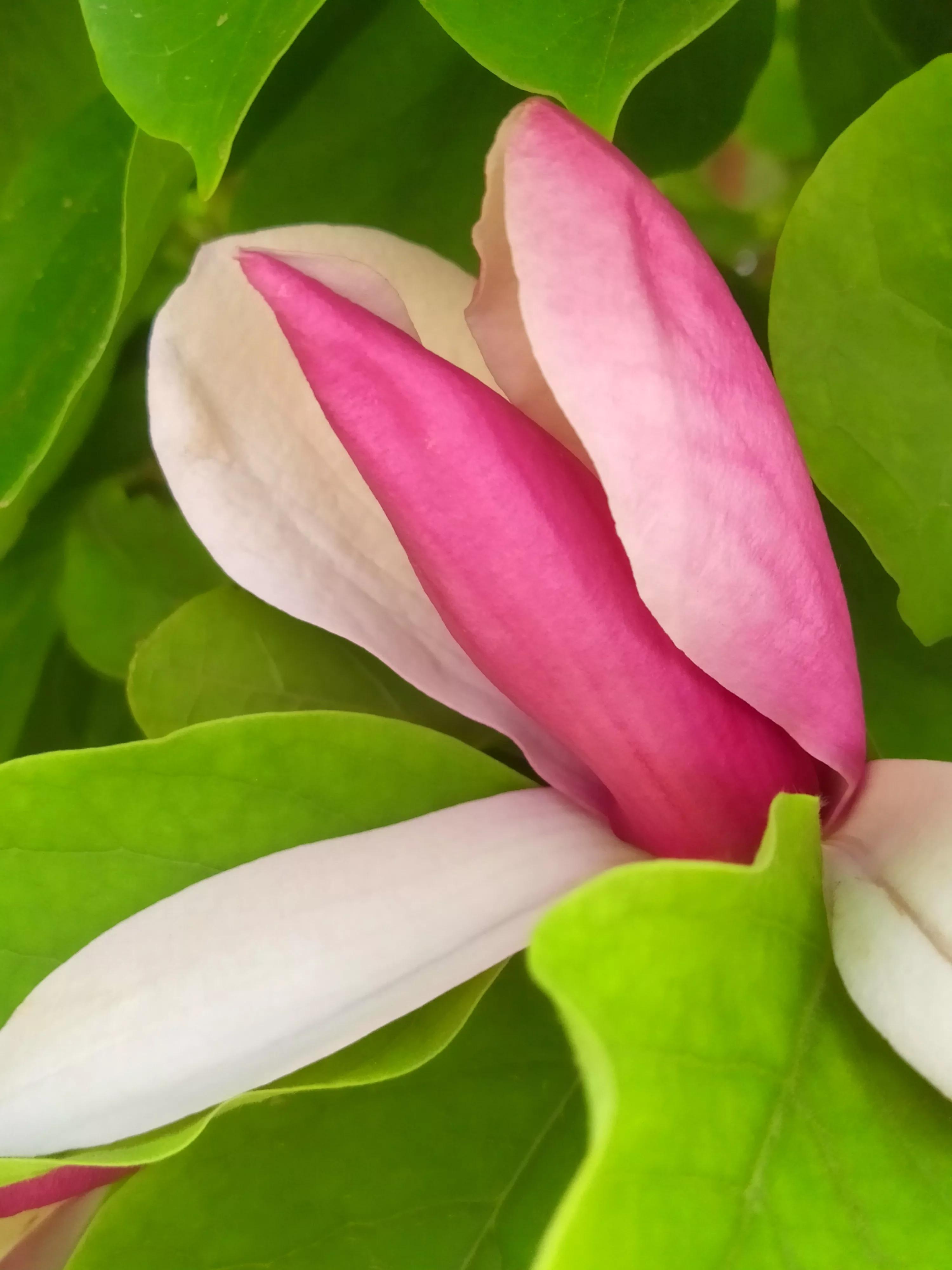 玉兰花不是春天开花吗,玉兰花在冬季和早春开花