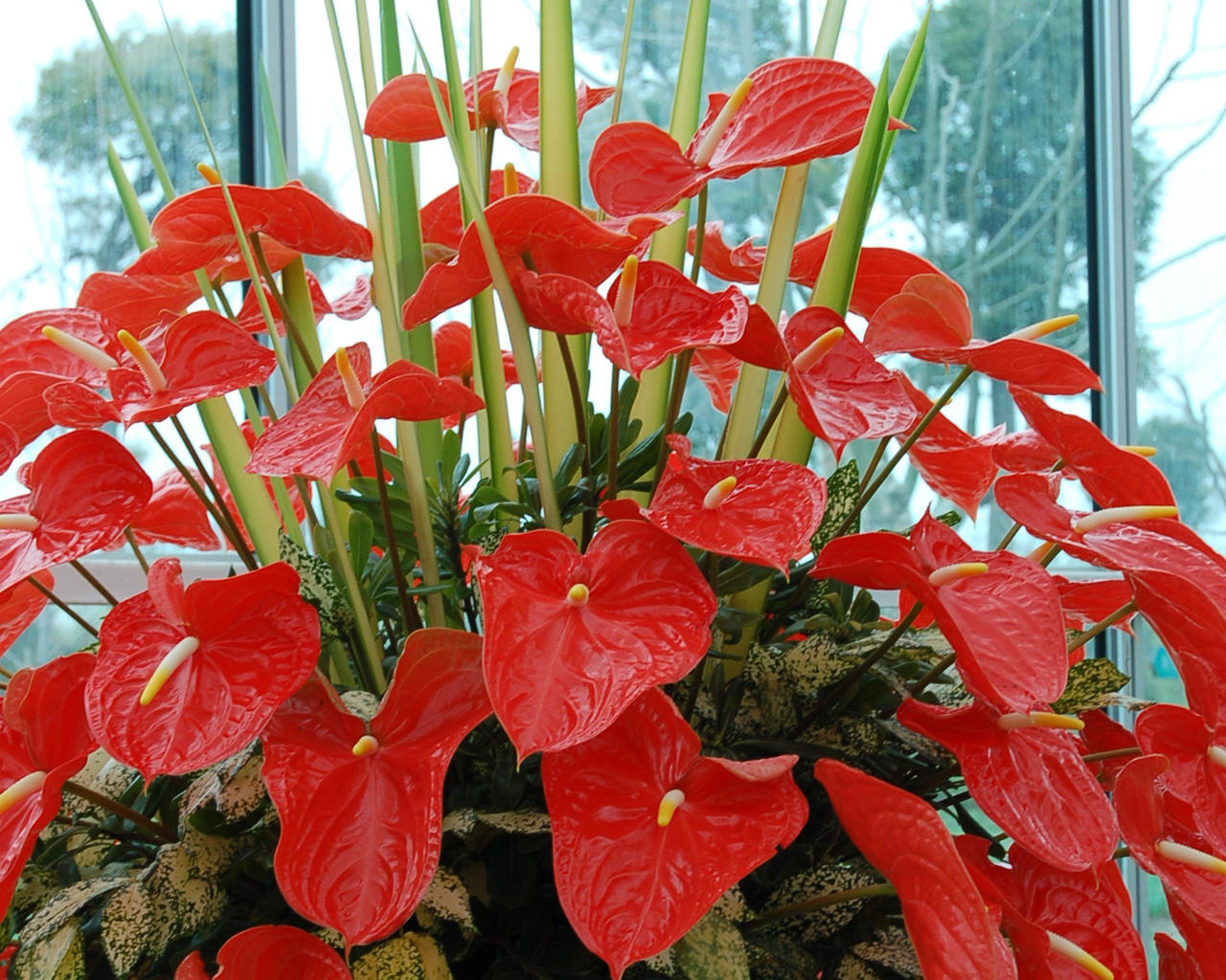 虎刺梅大花品种磷酸二氢钾,磷酸二氢钾促花促果用多少倍