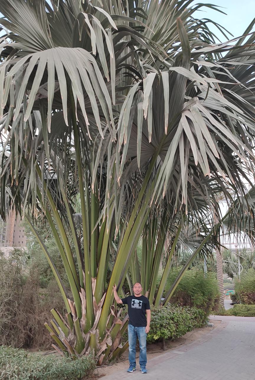 迪拜适合养什么植物,迪拜常见花草