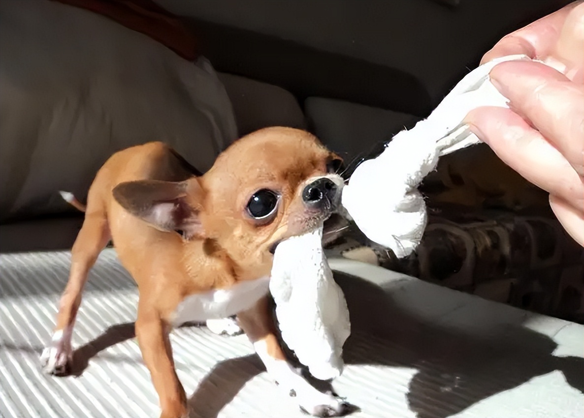 小宠物狗吉娃娃饲养方法视频,吉娃娃体型和喂食量有关系吗