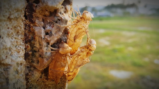 虫子生完宝宝脸上会长斑吗
