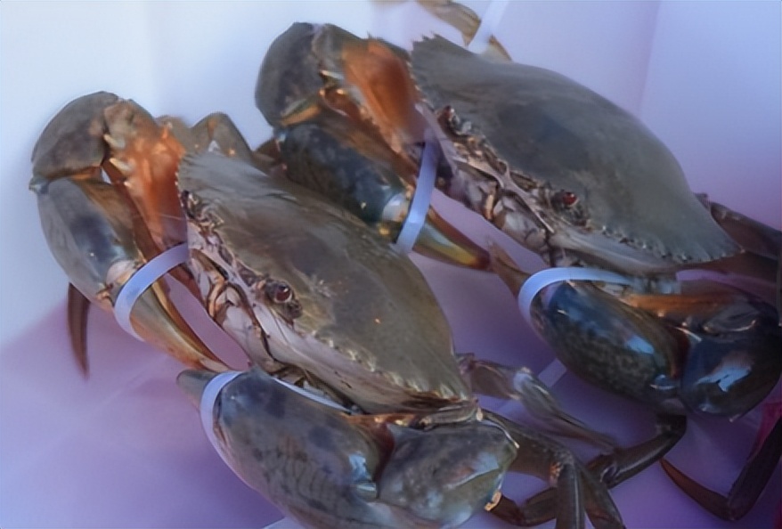 江门冷链产业园,广东江门冷链产业园