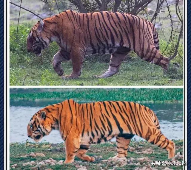 虎王战斗力前十排名,虎王战斗力排名前十介绍