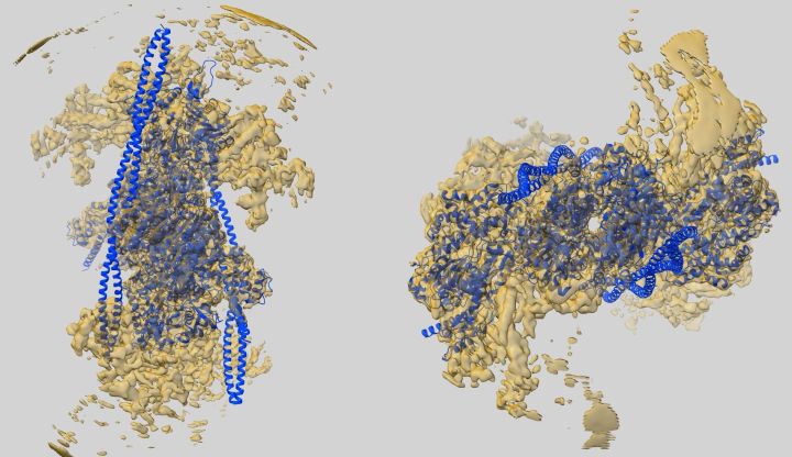 健身增肌的原理是什么,健身增肌原理动作讲解