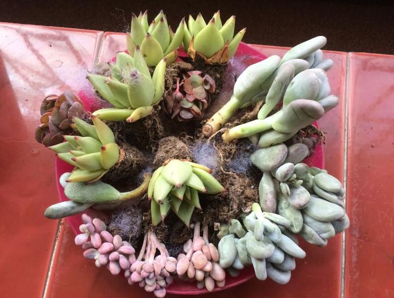 多肉植物存活率多少合适,网购的多肉怎么样快速养好根