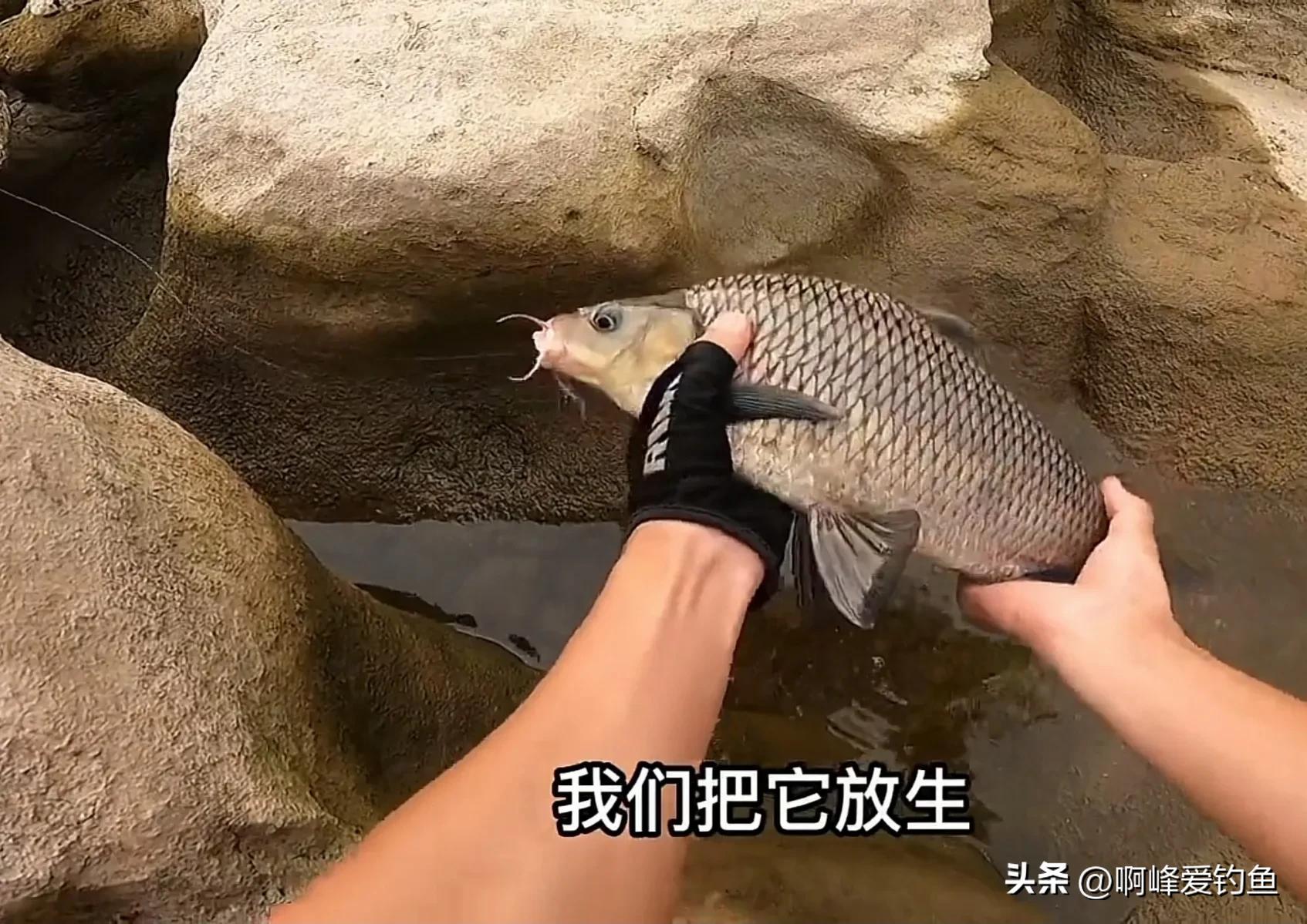 这种“黑鲤鱼”在野外可是个宝贝，钓不得抓不得，属我国特有物种