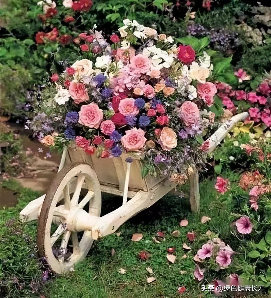 园艺疗法的主要对象,园艺治疗师前景