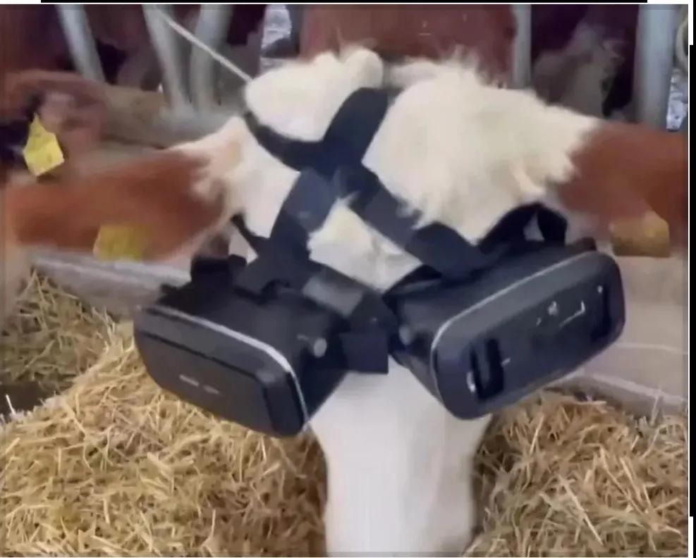 猫抑郁狗抑郁,动物也会有抑郁