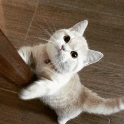 养猫好物大合集精致养猫日常,养猫平替产品