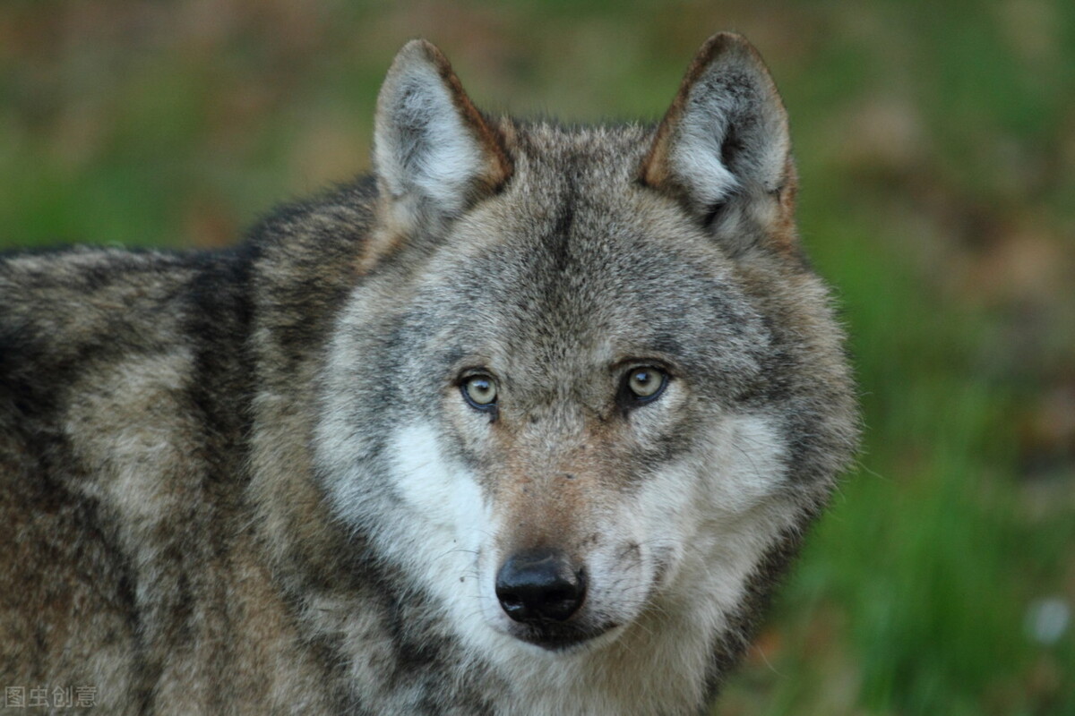 折纸故事睡前恐怖,折纸神兽狼