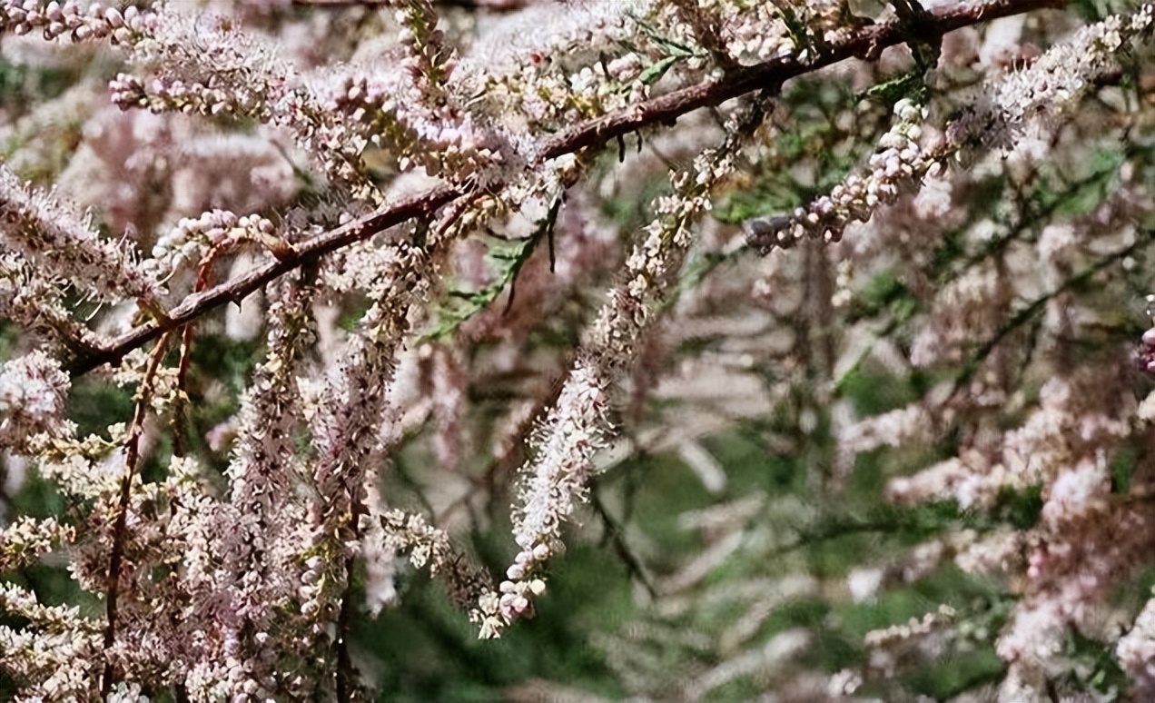 植物识别小口诀，总结的太全了！