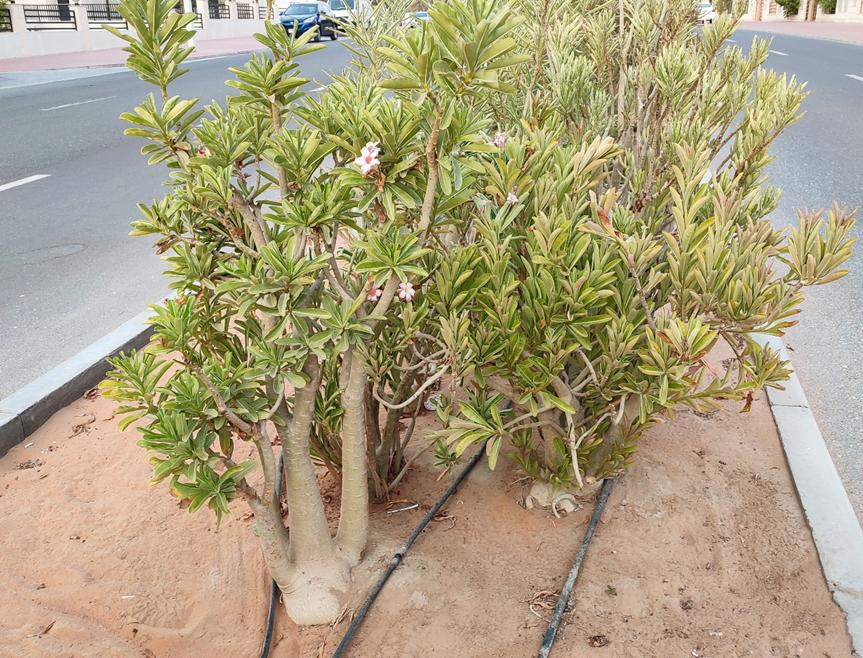 迪拜适合养什么植物,迪拜常见花草