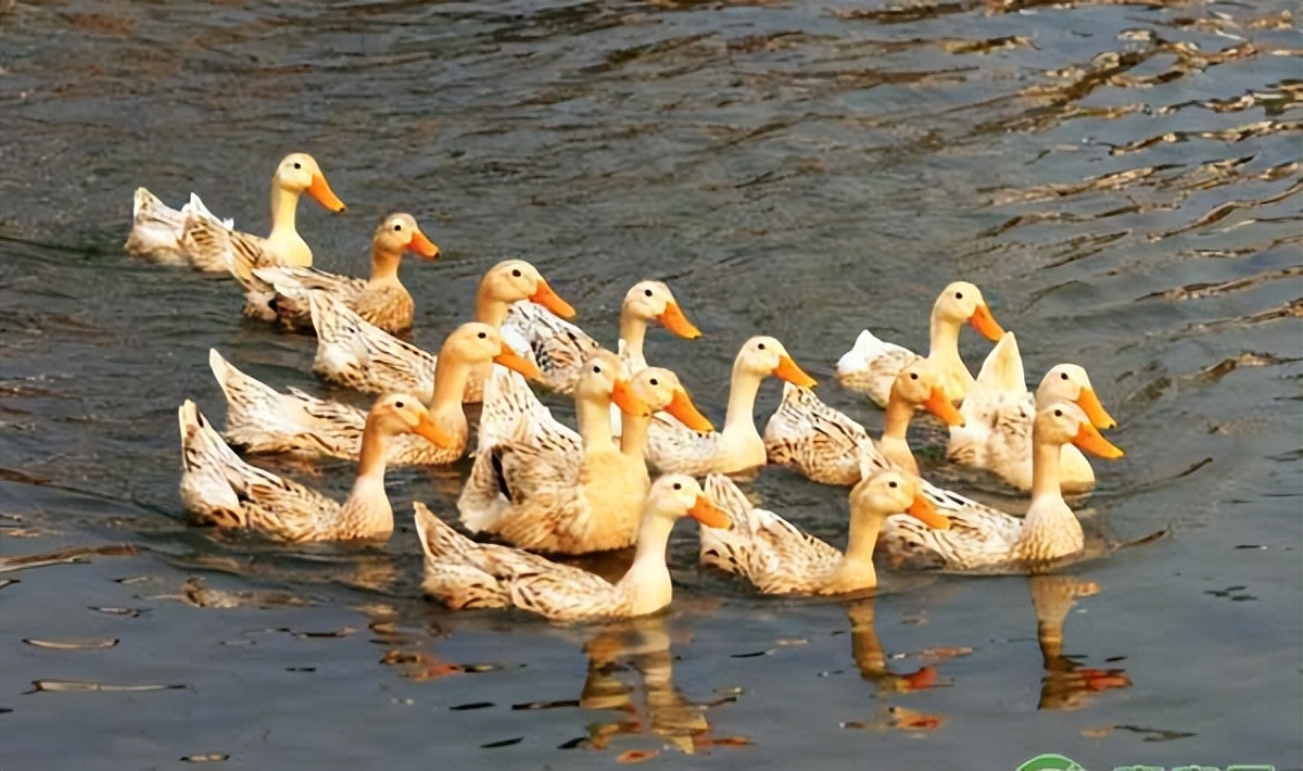 鸭子预防霉菌,大鸭容易感染霉菌病吗