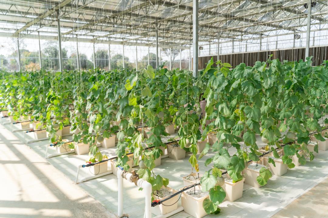 秋意渐浓，收藏十月咸宁的专属香气……