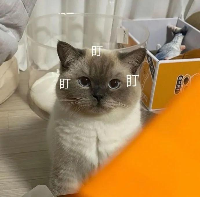 露后跟高跟运动鞋,不露脚高跟运动鞋