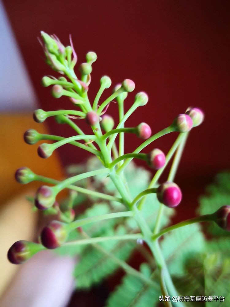 从发芽到开花的乐趣,从种子到果实成熟的感悟