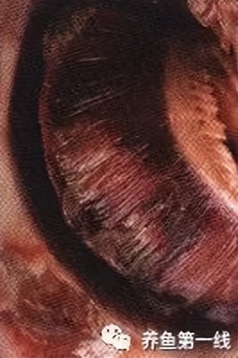 水生生物大盘点,水生生物多图排版