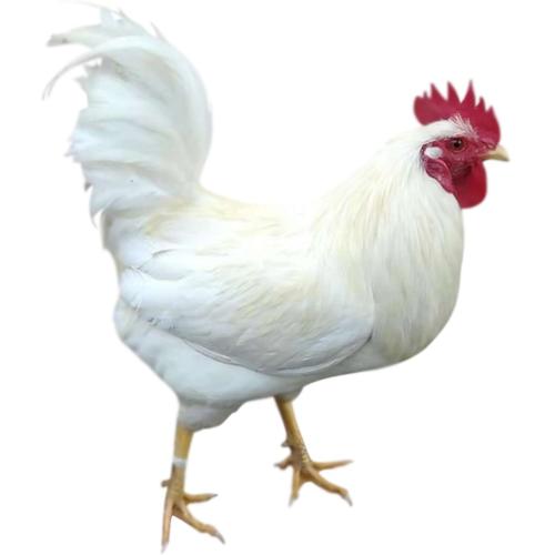 家里有三物家败人丁散都是哪三物,家养三宝