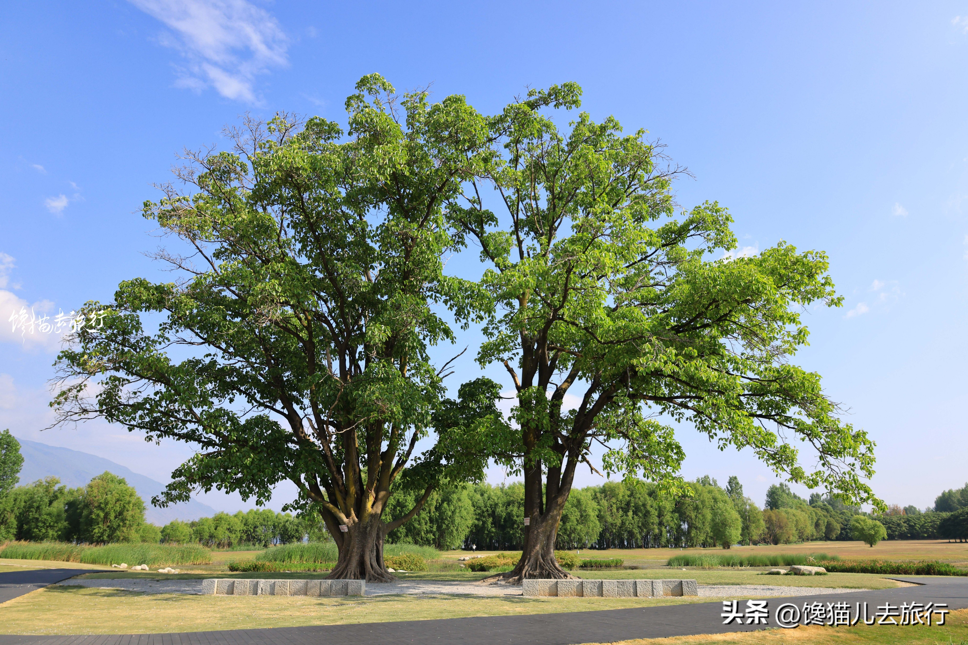 春节期间大理有哪些景点门票免费,大理免费景点一览表