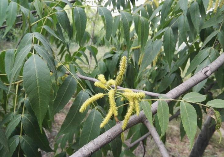 圆果化香有何化学成分？其活性分析有何成果？