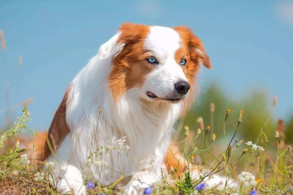 我们家边牧好蠢怎么办,为什么我的边牧感觉很蠢