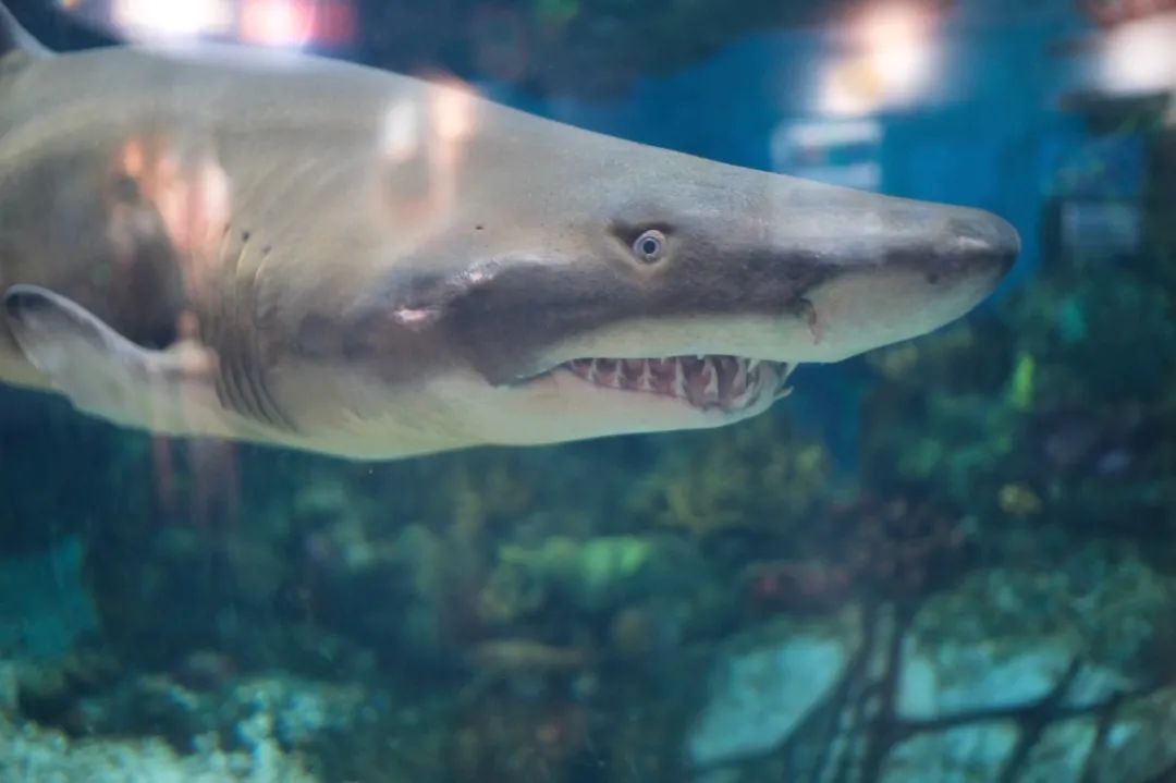 海昌游玩路线攻略,海昌门票攻略