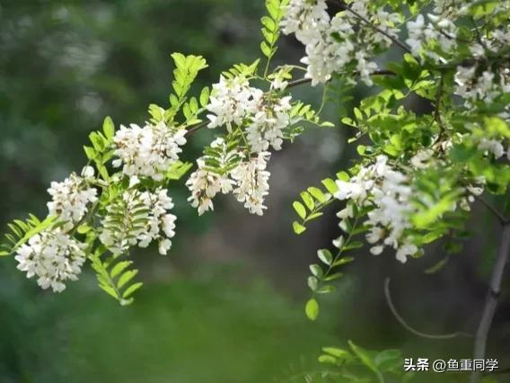 五月十一是什么日子,五月十一是吉祥日子吗