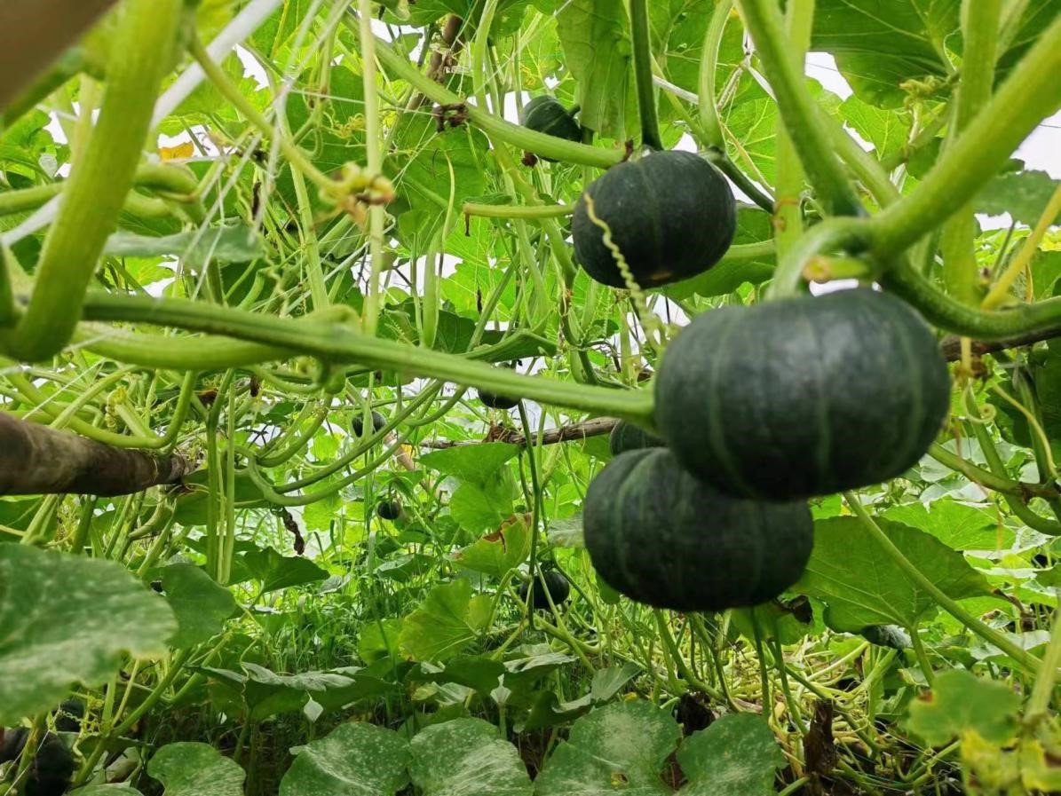 快来捡趴活！这场重庆农特产品专场直播6月28日火热开播！