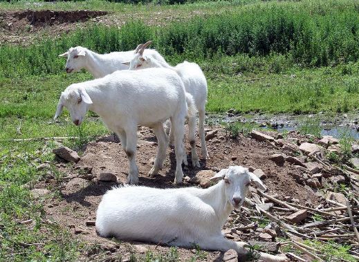 羊胀气急救方法治疗羊涨肚最有效的办法