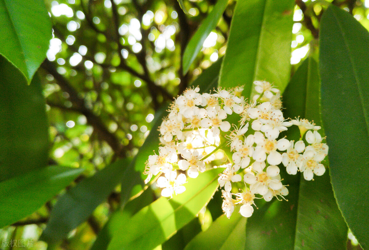 石楠花这么臭为什么到处都是,石楠花为什么会刺鼻