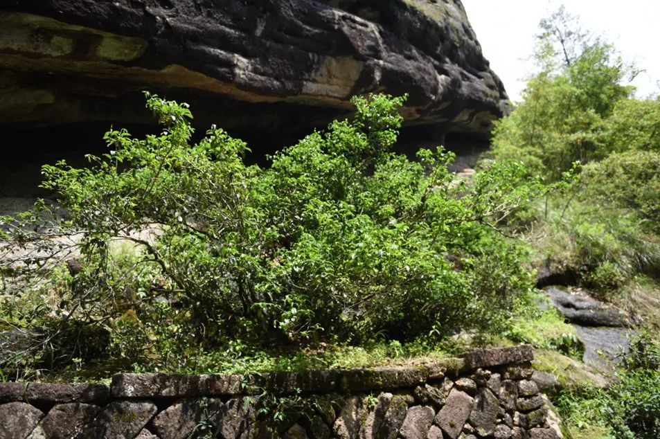 北纬三十度名茶名酒,北纬30度十大名茶