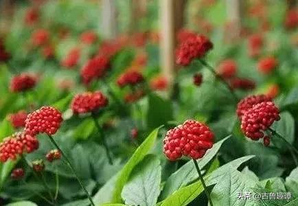 人参以及它的故事,人参挖参的故事