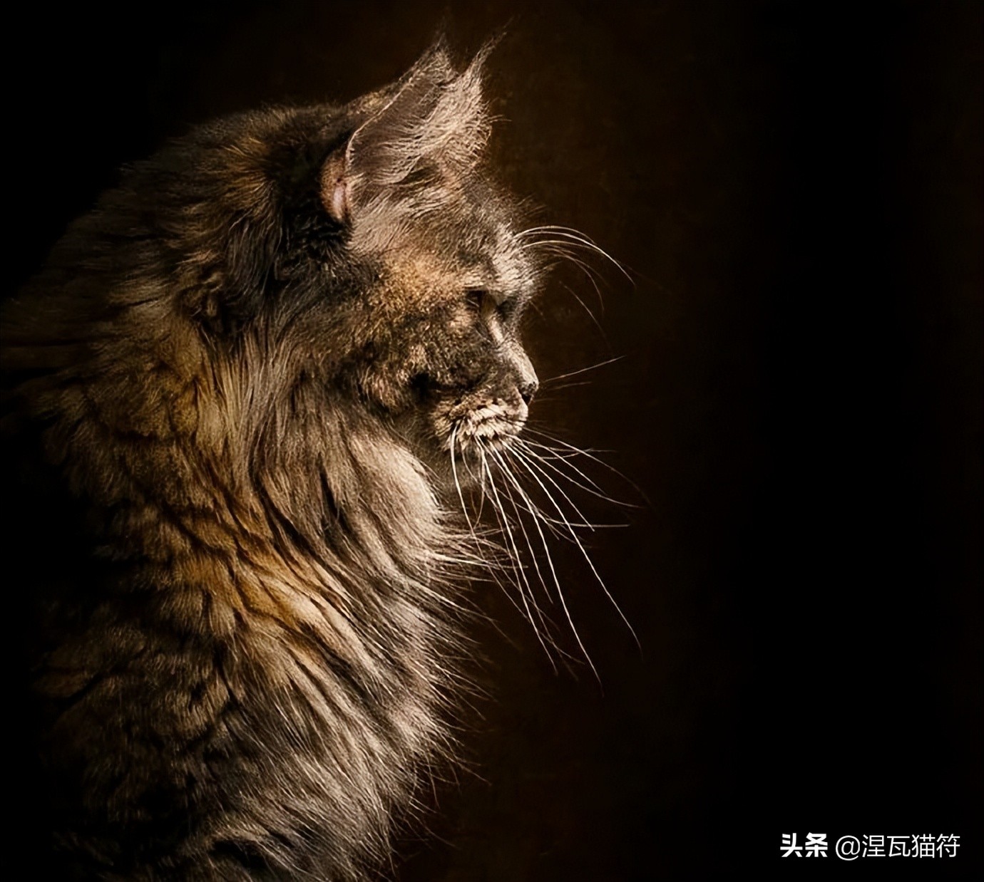 缅因库恩猫银虎斑,缅因猫浅银虎斑