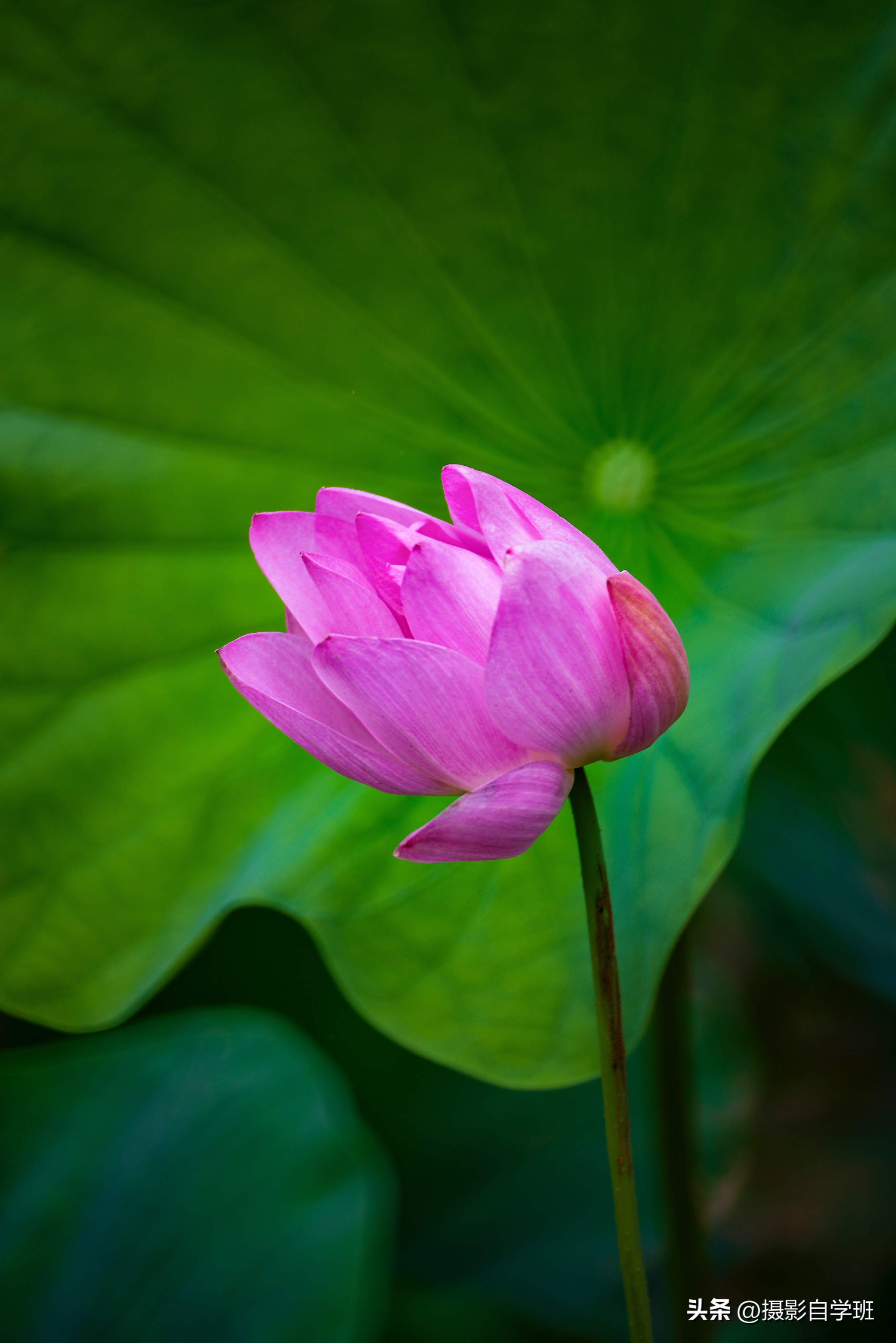 用这3个摄影方法拍荷花,这10个荷花摄影技巧个个实用