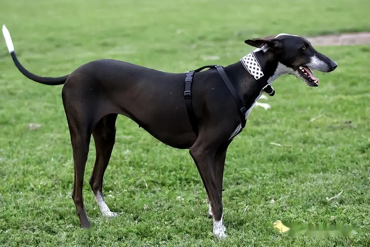 中国本土犬种盘点篇:不输外来犬种
